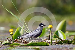 Black tern sitting on water vegetation of lake.