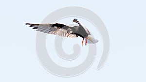 black tern soars on its nest in the swamp