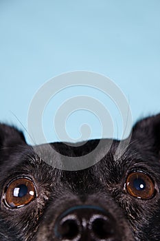 Black Terrier close up