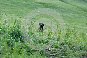 Čierny teriér pes na prechádzke na zelenej lúke.