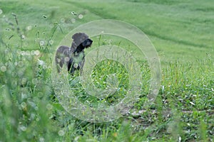 Black terrier dog on a walk on the green meadow.