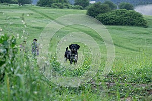 Black terrier dog on a walk on the green meadow.