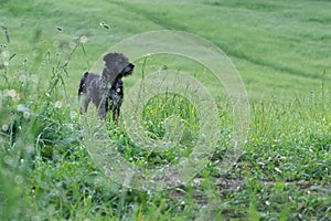 Black terrier dog on a walk on the green meadow.