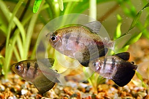 Black tetra