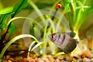 Black tetra