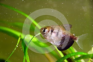 Black tetra