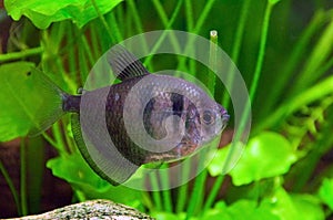Black tetra