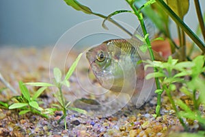 Black tetra fish near plants in a planted aquarium photo