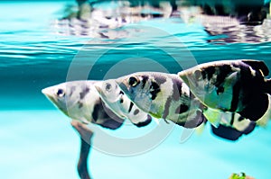 Black Tetra fish