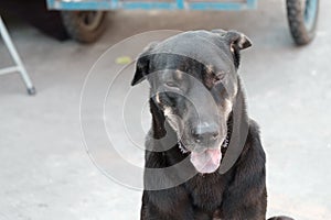 Black Thai dog sitting on the ground floor at the market place with a tongue out and blurred a vehicle wheel