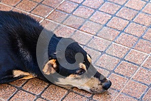 Black Thai dog sleeping on the white sand beach quite relaxing, Portrait of dog lying on beach resting after digging hole