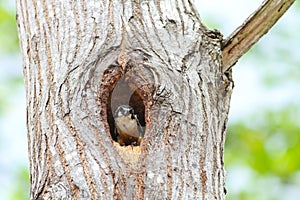 Black-thighed Falconet