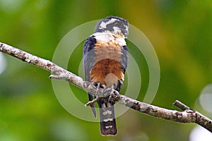 Black Thighed Falconet bird