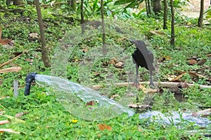 A black thirsty crow, perched on a rubber hose, drinking in the water provided for the lush Thai garden park.