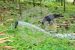 A black thirsty crow, perched on a rubber hose, drinking in the water provided for the lush Thai garden park.