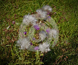 Black thistle with flowers and web