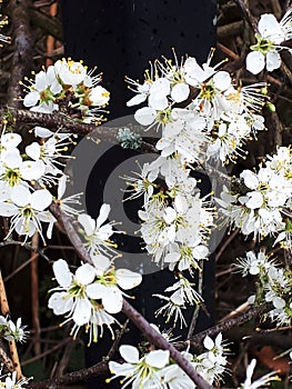 Black Thorn in Blossom and Bud, Spring Flowering in March - April