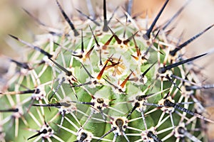 Black thorn cactus texture background