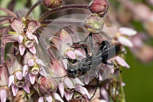 Black Thread-waisted Wasp - Prionyx atratus