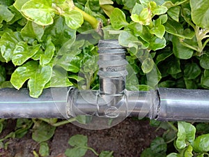 Black three way drip irrigation system in the garden closeup.