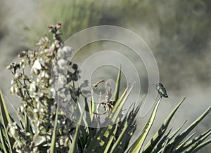 Black Throated Hummingbird Perched in El Paso, TX photo