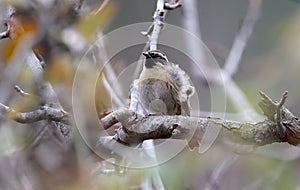 Black-throated accentor