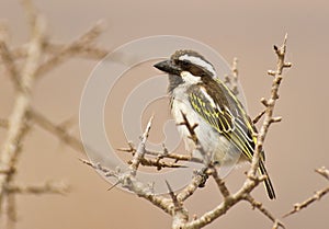 Black-throated barbet