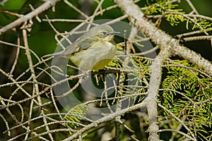 Black-throated Blue Warbler - Setophaga caerulescens