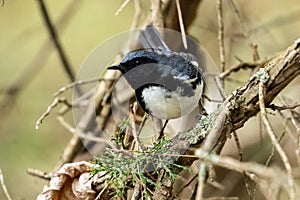 Black-throated Blue Warbler( Setophaga caerulescens)