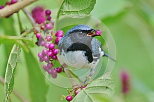 Black -throated Blue Warbler photo