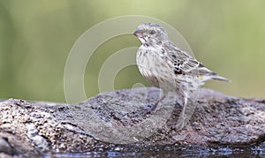 Black Throated Canary female sitting on a rock in shade