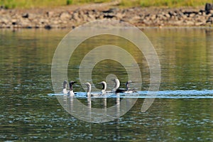 Black-throated diver, Gavia arctica