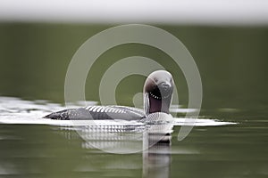 Black-throated diver, Gavia arctica