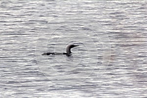 Black-throated diver Gavia arctica