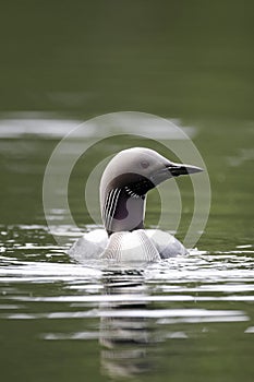 Black-throated diver, Gavia arctica photo