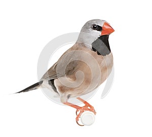 Black-throated Finch - Poephila cincta