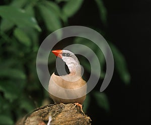 Black Throated Finch, poephila cincta, Adult