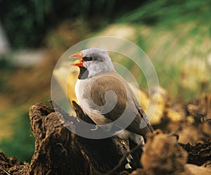 Black Throated Finch, poephila cincta, Adult singing