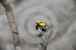 Black-throated green Warbler