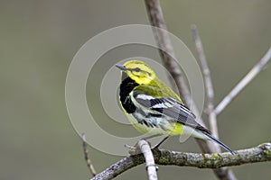 Black-throated Green Warbler  805395