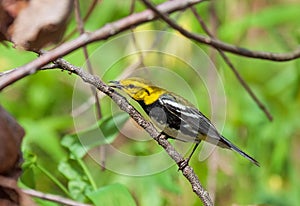 Black-throated green warbler feeds in the tree canopy