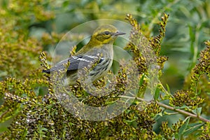 Black-throated Green Warbler - Setophaga virens