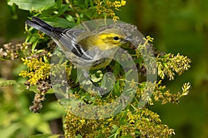 Black-throated Green Warbler - Setophaga virens