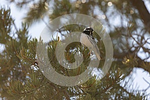 A Black Throated Grey Warbler perched in a juniper pine tree