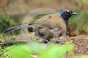 Black-throated laughingthrush