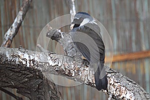 Black-throated laughingthrush