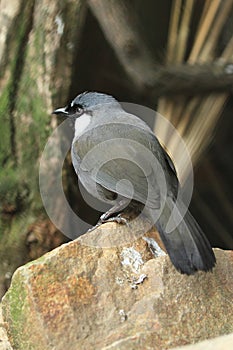 Black-throated laughingthrush