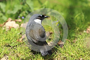 Black-throated laughingthrush