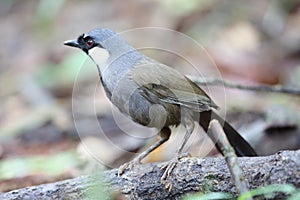 Black-throated laughingthrush