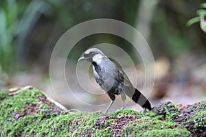 Black-throated laughingthrush